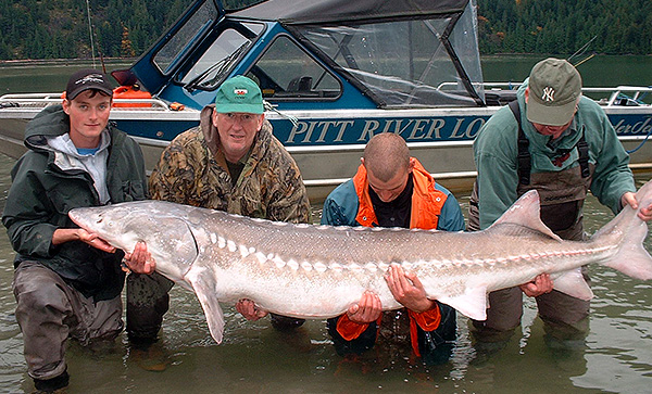 Sturgeon